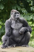 Western lowland gorilla (Gorilla gorilla gorilla), male, silverback, captive, occurring in Africa