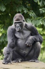 Western lowland gorilla (Gorilla gorilla gorilla), male, silverback, captive, occurring in Africa