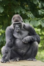 Western lowland gorilla (Gorilla gorilla gorilla), male, silverback, captive, occurring in Africa