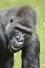 Western lowland gorilla (Gorilla gorilla gorilla), male, silverback, captive, occurring in Africa