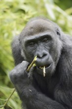 Western lowland gorilla (Gorilla gorilla gorilla), feeding female, captive, occurring in Africa