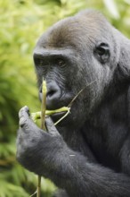 Western lowland gorilla (Gorilla gorilla gorilla), feeding female, captive, occurring in Africa
