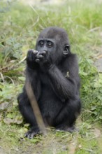 Western lowland gorilla (Gorilla gorilla gorilla), juvenile, captive, occurring in Africa