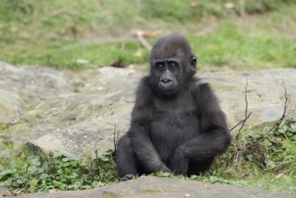 Western lowland gorilla (Gorilla gorilla gorilla), juvenile, captive, occurring in Africa