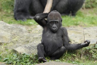 Western lowland gorilla (Gorilla gorilla gorilla), juvenile, captive, occurring in Africa
