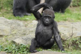Western lowland gorilla (Gorilla gorilla gorilla), juvenile, captive, occurring in Africa