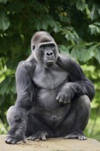 Western lowland gorilla (Gorilla gorilla gorilla), male, silverback, captive, occurring in Africa