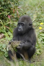 Western lowland gorilla (Gorilla gorilla gorilla), juvenile, captive, occurring in Africa