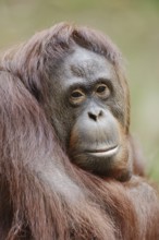 Bornean orangutan (Pongo pygmaeus), female, captive, occurring on Borneo
