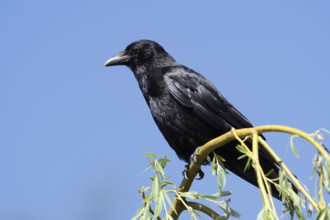Raven crow or carrion crow (Corvus corone), North Rhine-Westphalia, Germany
