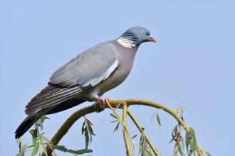 Woodpigeon (Columba palumbus), North Rhine-Westphalia, Germany