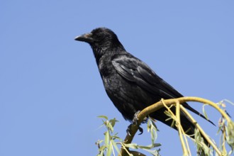 Raven crow or carrion crow (Corvus corone), North Rhine-Westphalia, Germany
