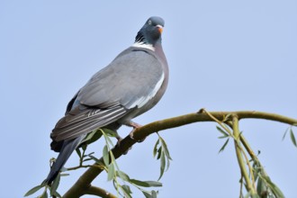 Woodpigeon (Columba palumbus), North Rhine-Westphalia, Germany