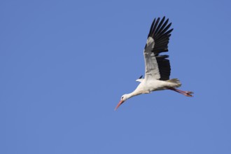 White stork (Ciconia ciconia), flying, Algarve, Portugal