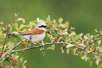 Red-backed shrike (Lanius collurio), male, North Rhine-Westphalia, Germany