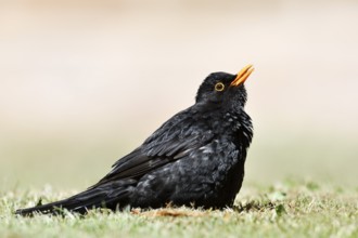 Blackbird (Turdus merula), male sunbathing, Schleswig-Holstein, Germany