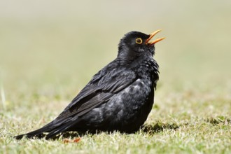 Blackbird (Turdus merula), male sunbathing, Schleswig-Holstein, Germany