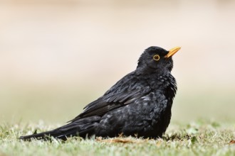 Blackbird (Turdus merula), male sunbathing, Schleswig-Holstein, Germany