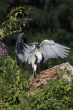 Grey heron (Ardea cinerea) cleaning its feathers North Rhine-Westphalia, Germany