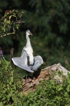 Grey heron (Ardea cinerea) sunbathing, North Rhine-Westphalia, Germany