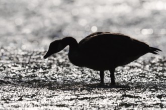 Canada goose (Branta canadensis) standing in the water against the light, North Rhine-Westphalia,