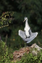 Grey heron (Ardea cinerea) sunbathing, North Rhine-Westphalia, Germany