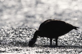 Canada goose (Branta canadensis) standing in the water against the light, North Rhine-Westphalia,