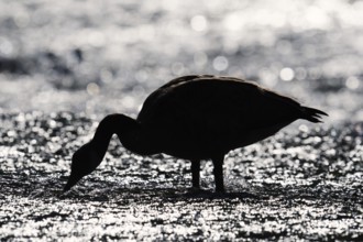 Canada goose (Branta canadensis) standing in the water against the light, North Rhine-Westphalia,