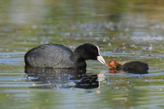 Eurasian Coot (Fulica atra) feeding chicks, North Rhine-Westphalia, Germany