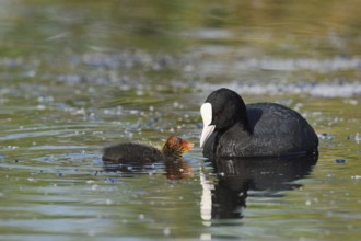 Eurasian Coot (Fulica atra) feeding chicks, North Rhine-Westphalia, Germany