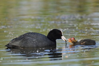 Eurasian Coot (Fulica atra) feeding chicks, North Rhine-Westphalia, Germany