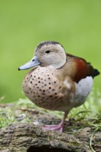 Red-shouldered duck (Callonetta leucophrys), male, North Rhine-Westphalia, Germany, captive