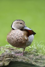 Red-shouldered duck (Callonetta leucophrys), male, North Rhine-Westphalia, Germany, captive