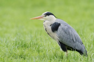 Grey heron (Ardea cinerea) standing in a meadow, North Rhine-Westphalia, Germany