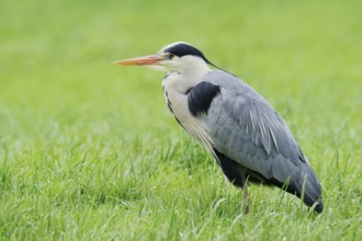 Grey heron (Ardea cinerea) standing in a meadow, North Rhine-Westphalia, Germany