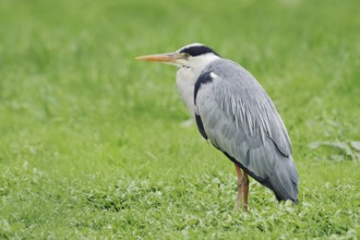 Grey heron (Ardea cinerea) standing in a meadow, North Rhine-Westphalia, Germany