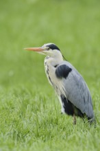 Grey heron (Ardea cinerea) standing in a meadow, North Rhine-Westphalia, Germany