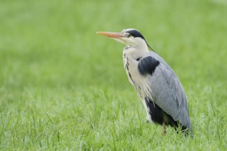 Grey heron (Ardea cinerea) standing in a meadow, North Rhine-Westphalia, Germany