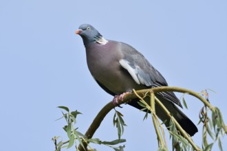 Woodpigeon (Columba palumbus), North Rhine-Westphalia, Germany