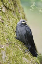 Jackdaw (Corvus monedula, Coloeus monedula), young bird, Schleswig-Holstein, Germany