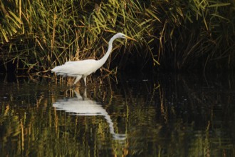Great White Egret (Ardea alba) standing in the water, North Rhine-Westphalia, Germany