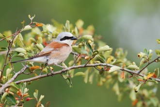 Red-backed shrike (Lanius collurio), male, North Rhine-Westphalia, Germany