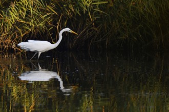 Great White Egret (Ardea alba) standing in the water, North Rhine-Westphalia, Germany