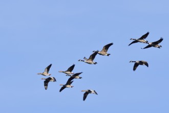 Greylag geese (Anser anser) and Canada geese (Branta canadensis), flying, North Rhine-Westphalia,
