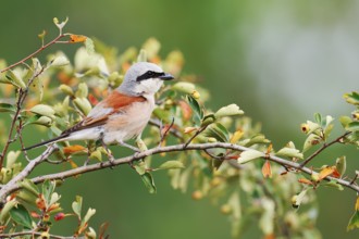 Red-backed shrike (Lanius collurio), male, North Rhine-Westphalia, Germany