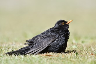 Blackbird (Turdus merula), male sunbathing, Schleswig-Holstein, Germany