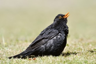 Blackbird (Turdus merula), male sunbathing, Schleswig-Holstein, Germany