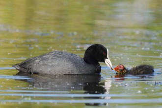 Eurasian Coot (Fulica atra) feeding chicks, North Rhine-Westphalia, Germany