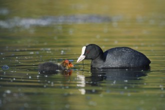 Eurasian Coot (Fulica atra) feeding chicks, North Rhine-Westphalia, Germany