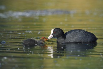 Eurasian Coot (Fulica atra) feeding chicks, North Rhine-Westphalia, Germany